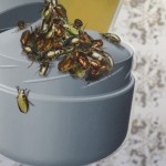 insects
